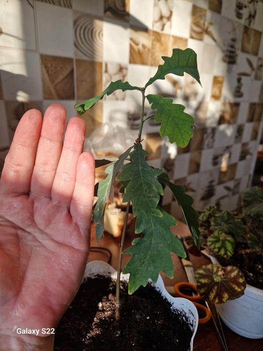 Продам саженец дуба.