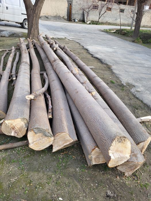 Павлоня дарахти йикитилган тайор 6 метирдан кесилган 6 йилик дарахт