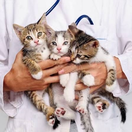 Veterinariya hizmati