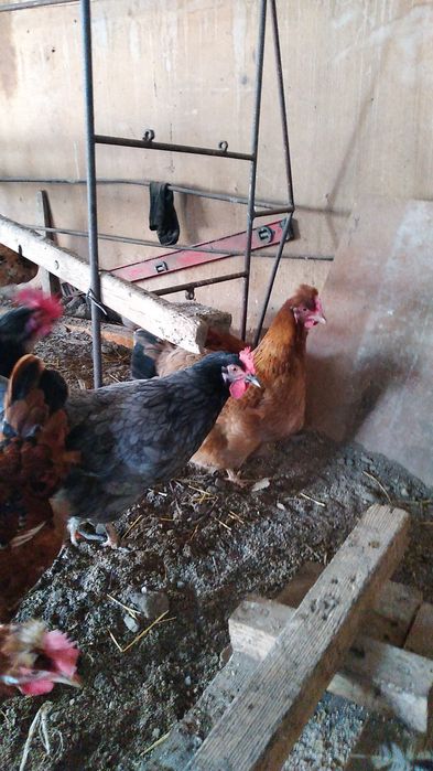 Курицы домашние молодые 5000т