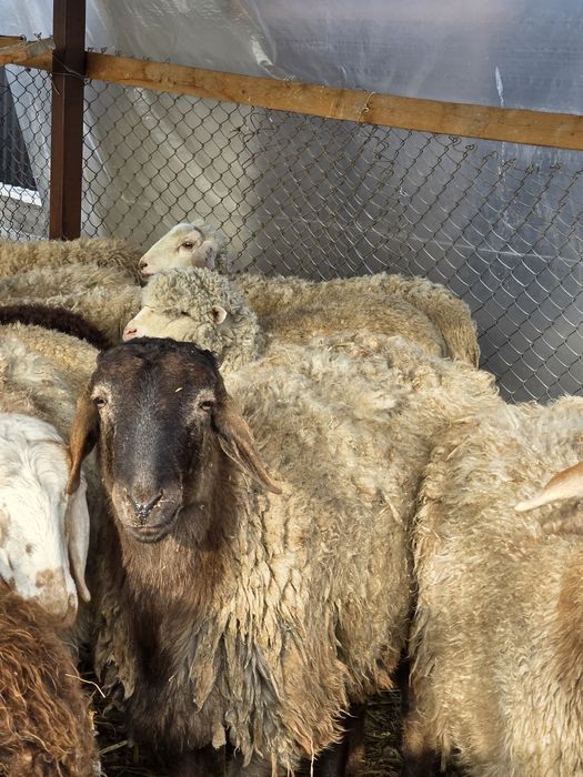 Баран Гиссар продажа или обмен.