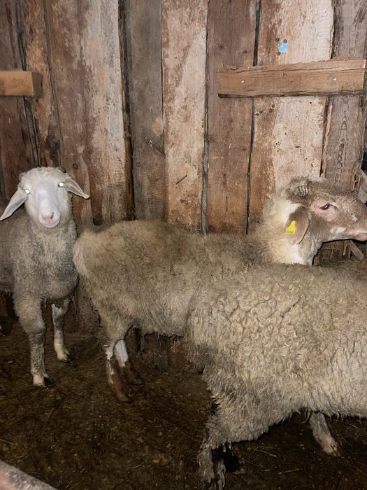 Бараны токтушки откорм