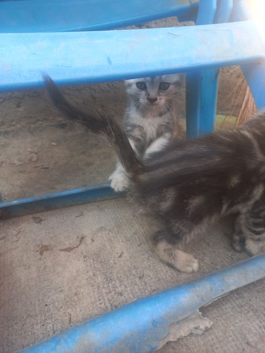 Котятки вислоушечки