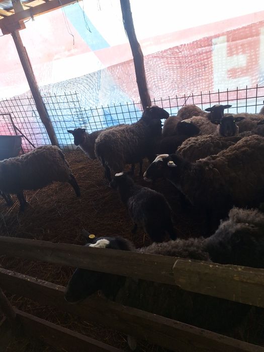 Oi si mielute  Romanov