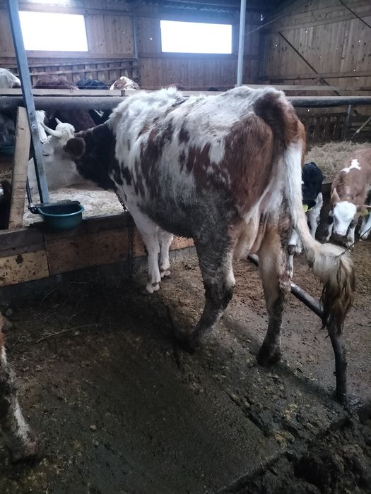 Juninca bălțată 2 ani jumate