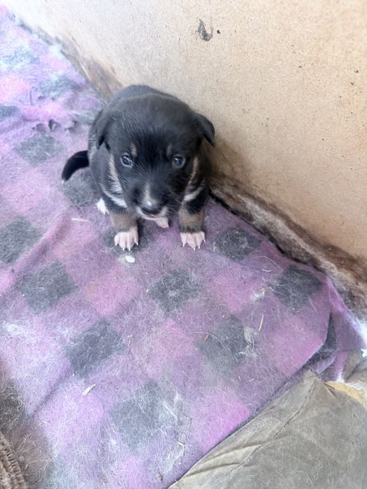 Ротивер породистые щенки