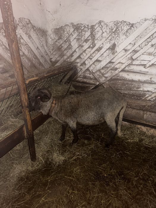 Vând berbec bucălău rasa țigaie in varstă de 2 ani in luna martie