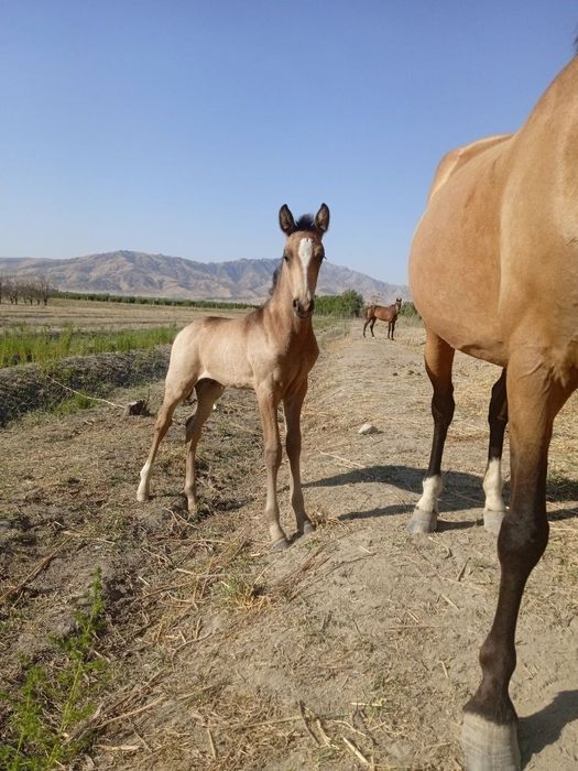 Ot toy qulun 7 oylik