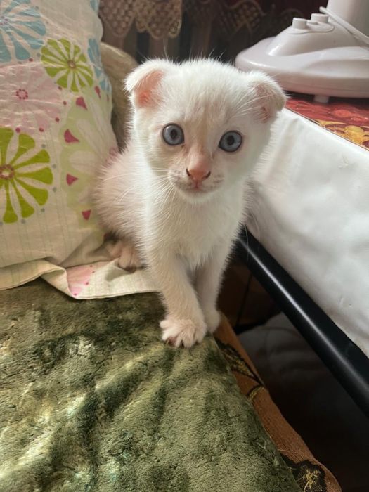 Очаровательные Котята Скоттиши