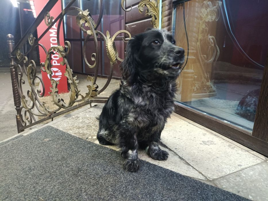 Продам щенка спаниеля