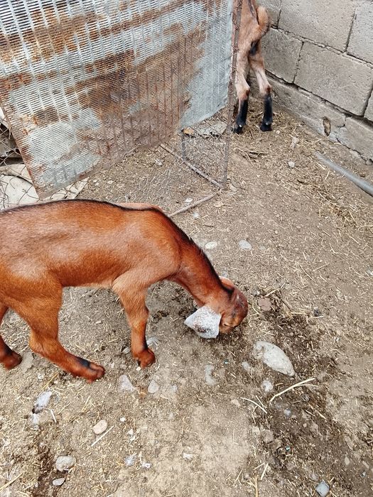 Продам козликов Камори
