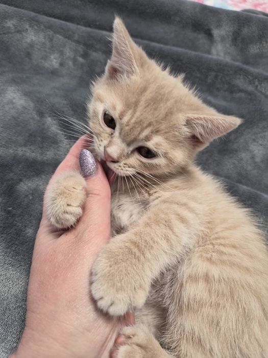 Британско мъжко коте