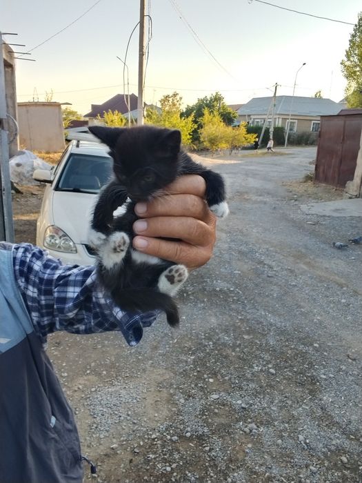 Котёнок ,котята мышилов мальчик