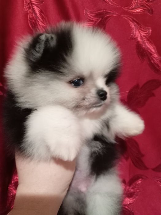 Продам щенка шпица