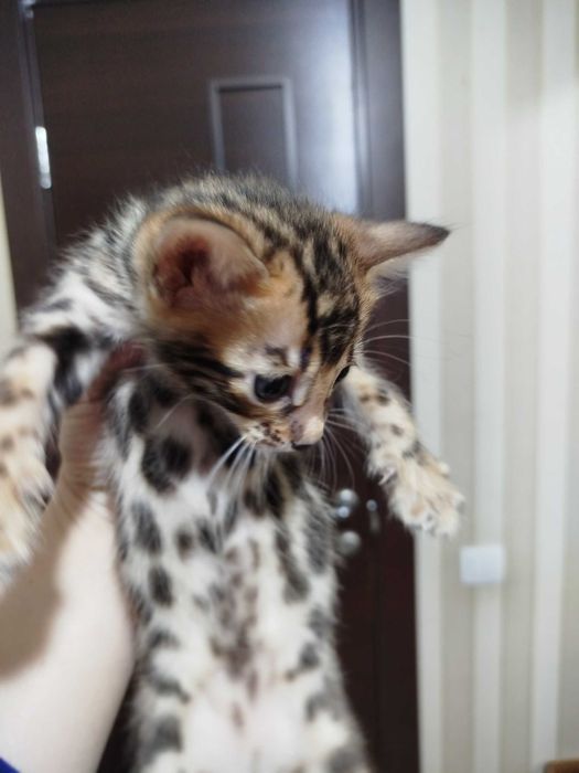 Toza qon bengal mushuklari sotiladi 1,5 oylik latok biladi korm yidi