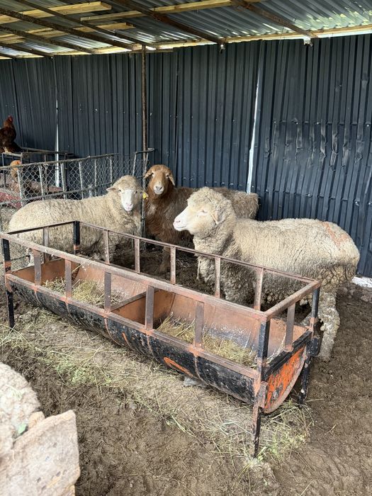 Бордақы откорм саулық бараны