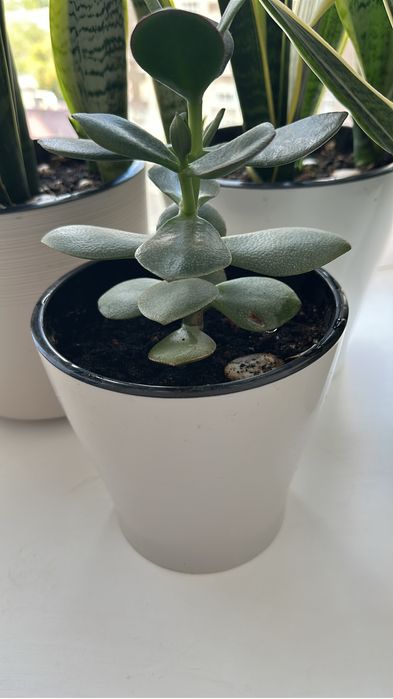 Продаю комнатные цветы