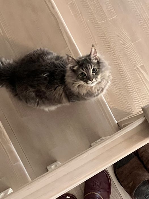 Продается кот (1 год)