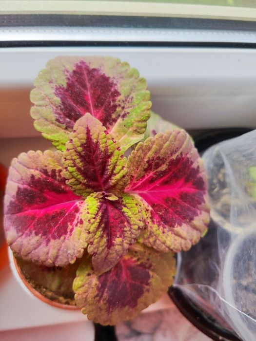 Продаются колеусы