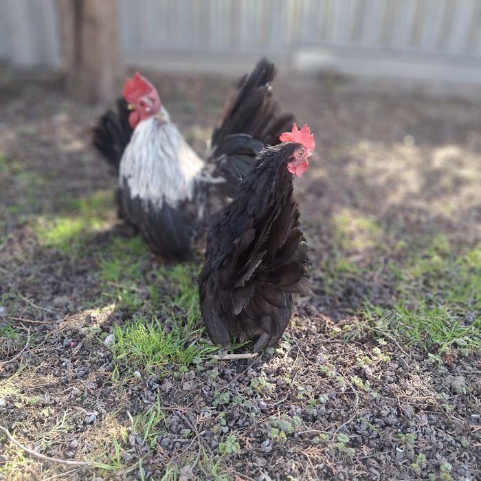 Курочки породы шабо