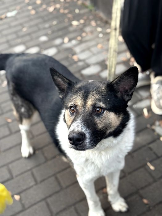 Молодой пёс в добрые руки