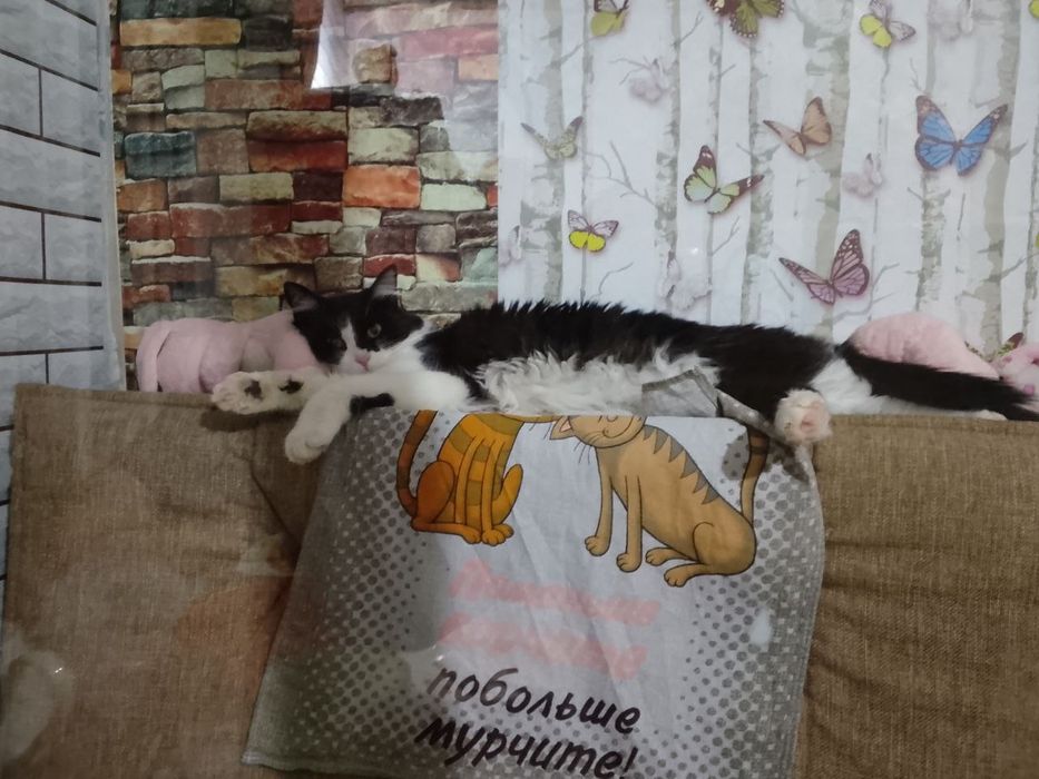 Отдам даром, кастрирован.