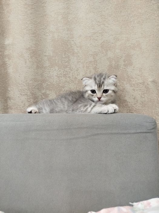 котята шотландские