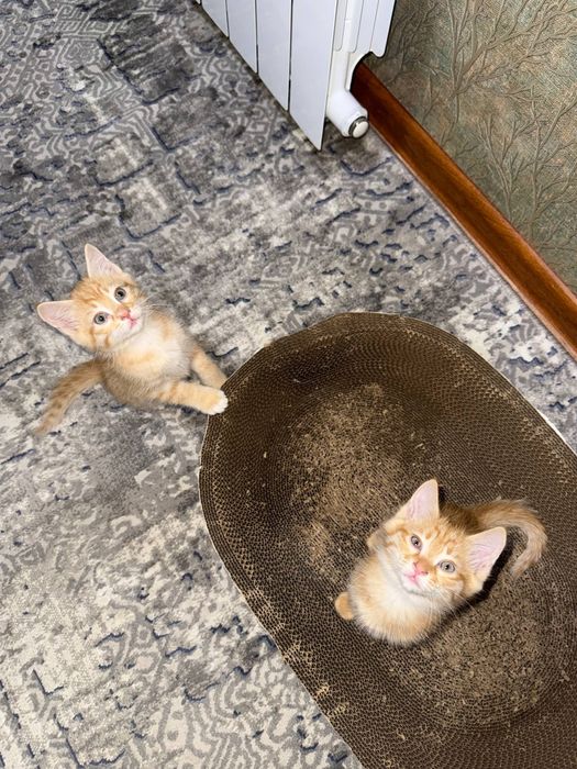 Котята бесплатно домашние