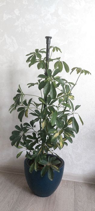 Комнатные цветы ухоженные