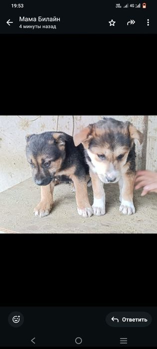 Отдам щенят бесплатно