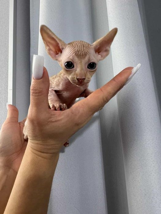 Продажа Сфинксов