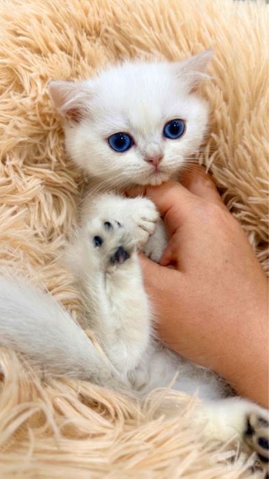 British shorthair