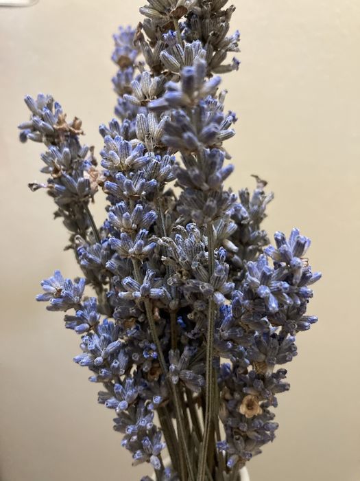 Лавандула разсад