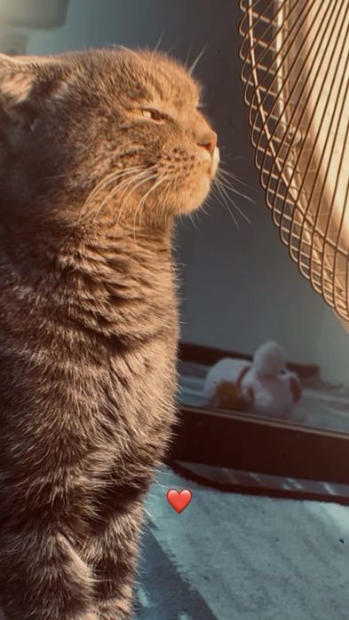 Scottish fold Mushuk sotiladi Chichiq shahri