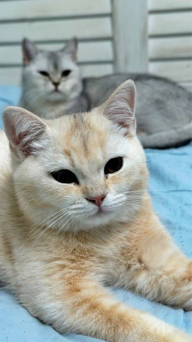 Продается котенок мраморный британский шиншила