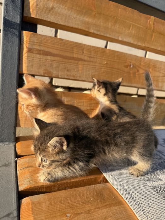 Котята голубоглазые