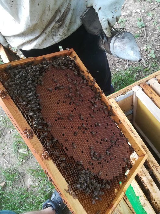 Пчелни семейства,  Отводки, Кошери