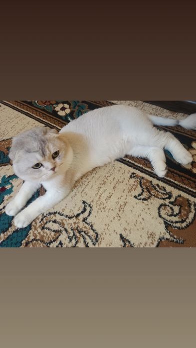 Mushuk sotiladi, judayam toza ozoda mushuk. Mehribon odamlaga
