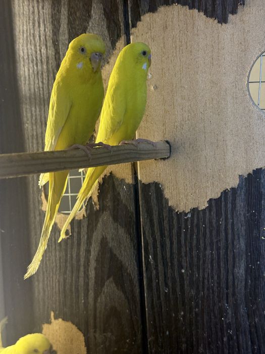 Тути кушла сотилади