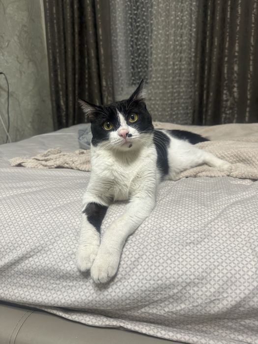 Кот, отдам в добрые руки