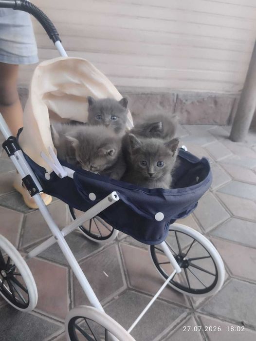 Котята .                               .