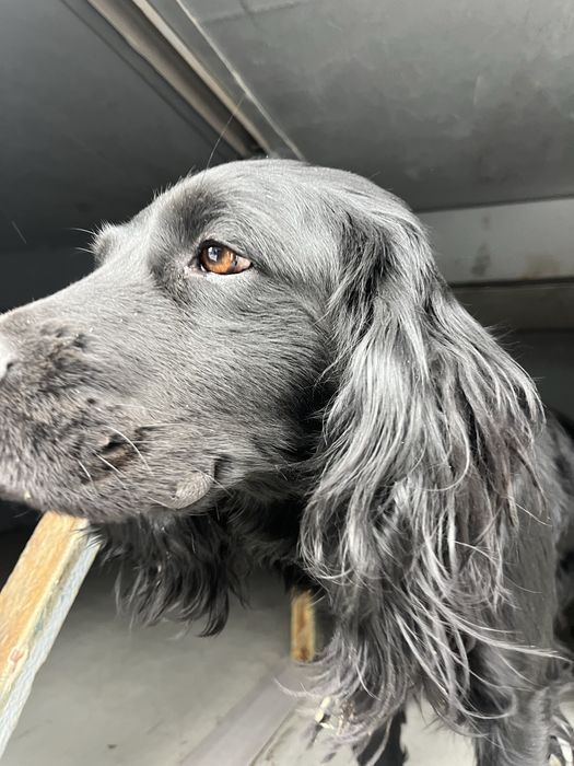 Спанель сатылады екеуі бірге