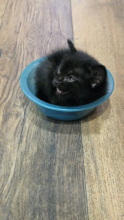 Котята 1,5 месяца