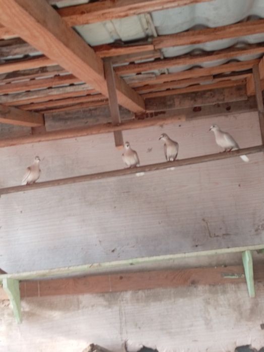 Vând turturele cantatoare