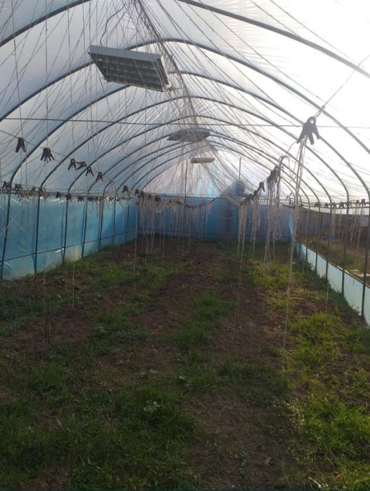 Теплица 10 соток