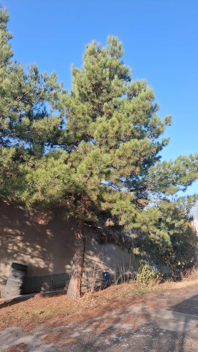 Сосны 8 метров...