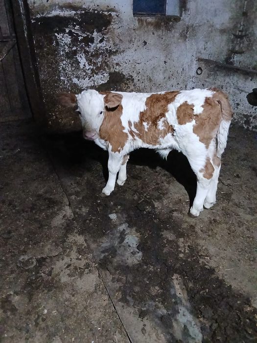 Vând vițel bălțat