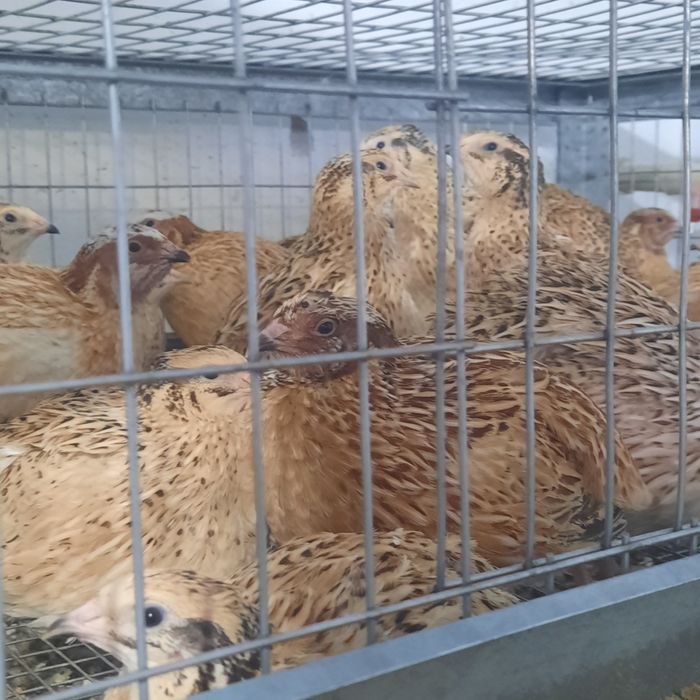 Продам перепелов манжур