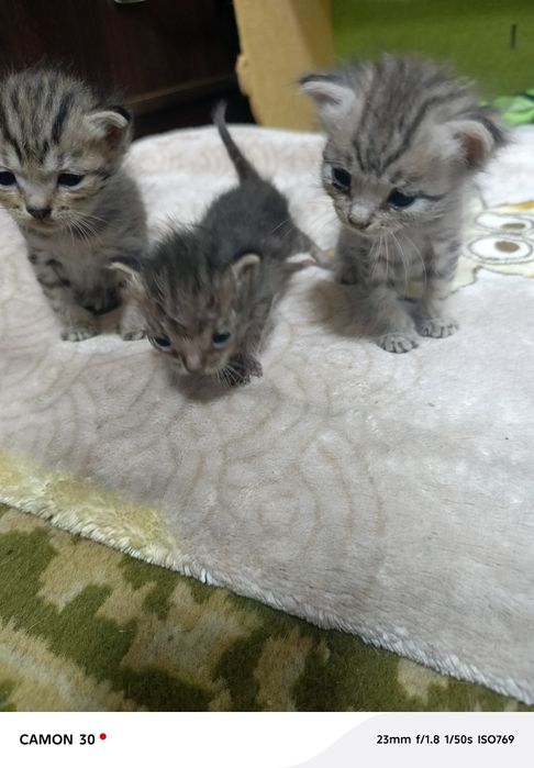 Срочно а там котят в добрые руки