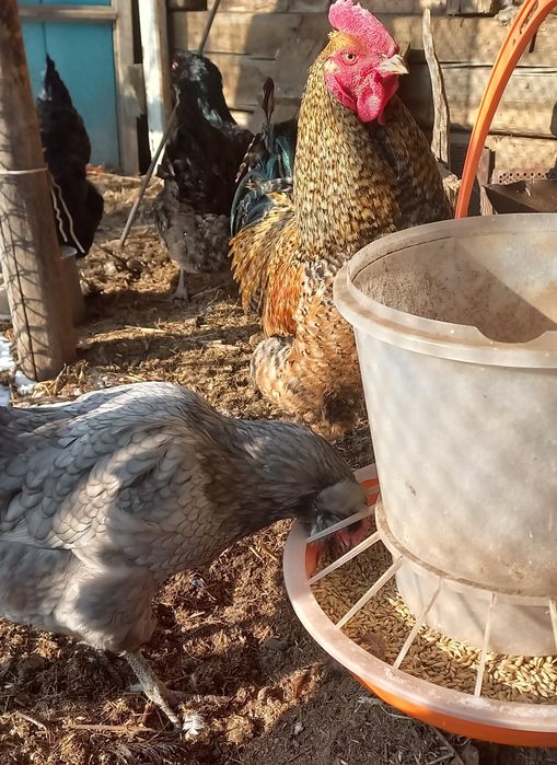 Инкубационное яйцо